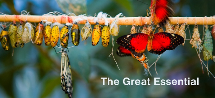 The Great Essential poster