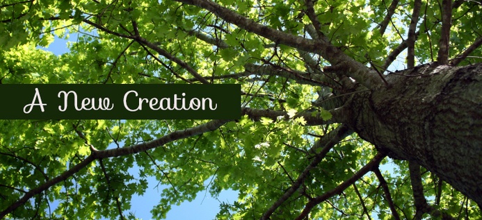 A New Creation poster